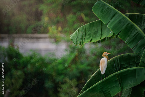 Vászonkép a colorful orange head eastern cattle egret stay still on banana leaf in the rai