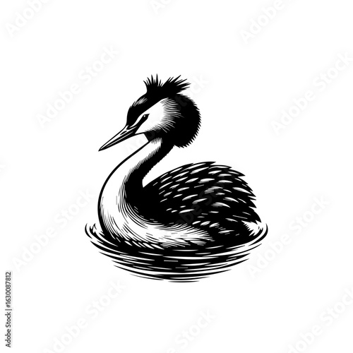 Great crested grebe swimming in water, isolated on white background