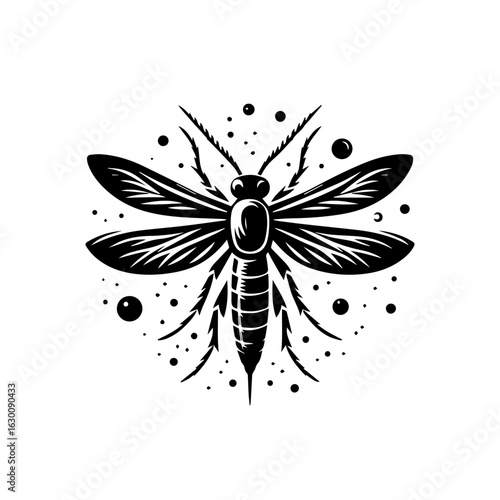 Mosquito insect isolated on white background