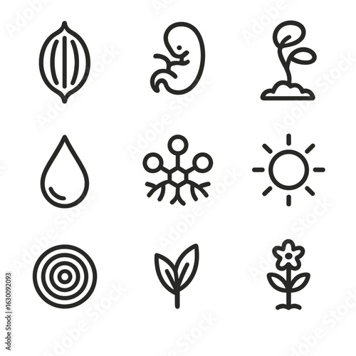 Seed Growth Icons. Outline icon set of seed development stages: seed pod, embryo, seedling, moisture,