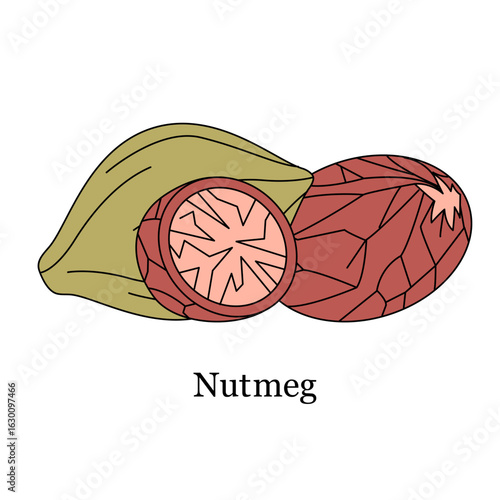 Illustration of nutmeg seed food related content spice cooking blogs culinary spices and their origins
