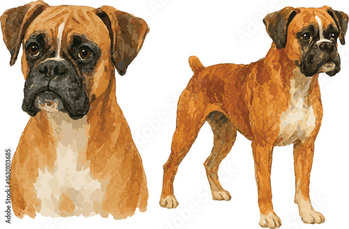 Vector watercolor realistic illustration of a boxer dog portrait and stading
