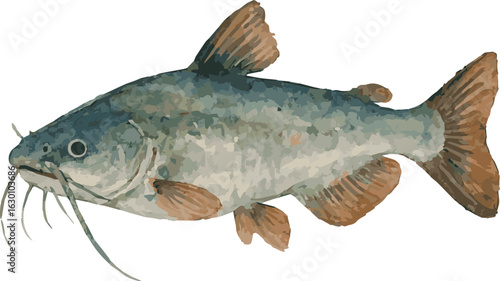 Vector watercolor realistic illustration of a catfish
