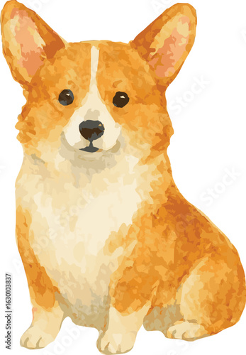 Vector watercolor realistic illustration of a corgi dog