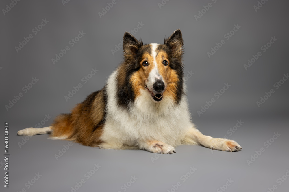 Fototapeta premium Rough Collie Lying on Gray Background