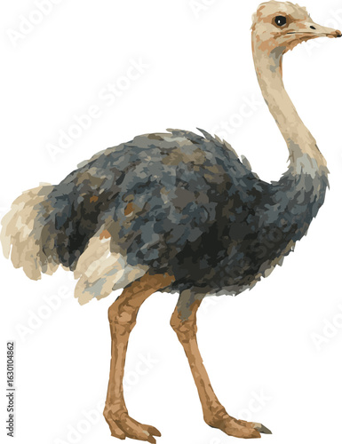 Vector watercolor realistic illustration of an ostrich