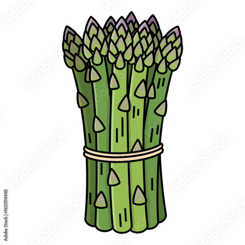 Fresh bunch of green asparagus tied with string, a hand-drawn cartoon vector illustration of a healthy vegetable isolated on white
