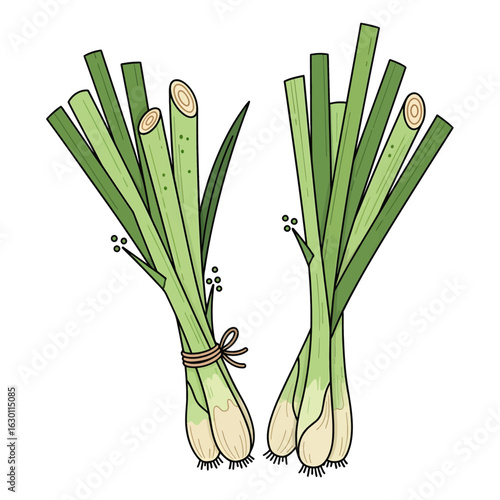 Two fresh bunches of lemongrass, a fragrant herb used in cooking. Hand-drawn botanical illustration isolated on a white background.