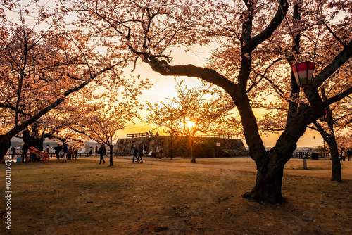 Sunset View of Tottori Castle Three-Story Turret Ruins (Sankai-yagura) at the Second Bailey (Ninomaru) with Cherry Blossoms in Full Bloom, Japan