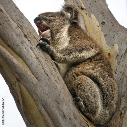 Photography Yawning Koala on Eucalyptus Tree