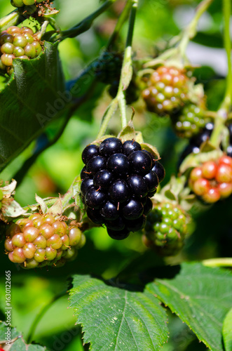 Ripe Blackberries Growing o...