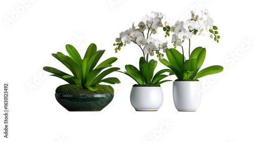 PNG of Three elegant potted orchid plants showcasing vibrant green leaves and delicate white flowers, perfect for home decor.