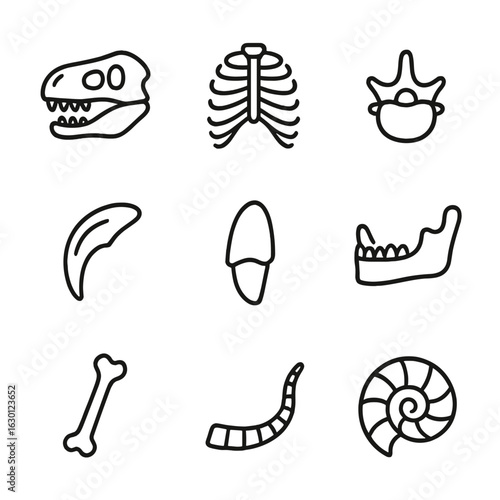 Fossil Anatomy Icons. Outline icon set of fossil anatomy: skull, rib cage, vertebrae, claw, tooth, femur, jawbone, tail, shell.