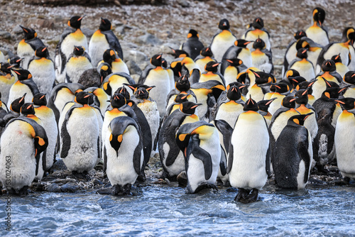 King Penguins at sunrise (Aptenodytes patagonicus), St Andrew's Bay, South Georgia