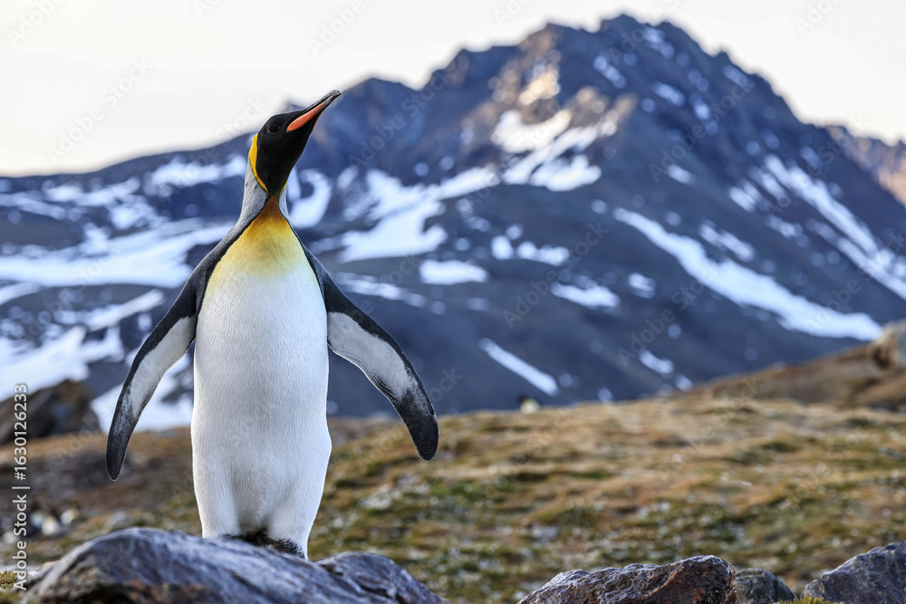 Fototapeta premium King Penguin (Aptenodytes patagonicus), St Andrew's Bay, South Georgia