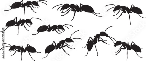 Group of Black Ant Silhouettes in Various Poses on a White Background ants insect