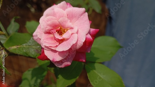 pink rose in garden