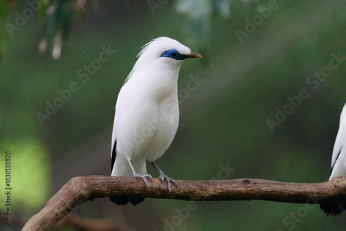 Photography Bali Myna (Leucopsar rothschildi) perched on wooden rail with blurred green background in Hong Kong