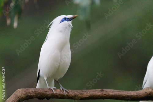 Photography Bali Myna (Leucopsar rothschildi) perched on wooden rail with blurred green background in Hong Kong