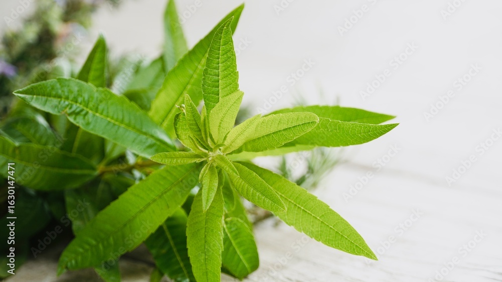 Obraz premium Close-up of verbena plant leaves on white background.