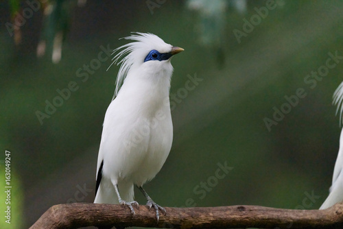 Canvas Print Bali Myna (Leucopsar rothschildi) perched on wooden rail with blurred green background in Hong Kong