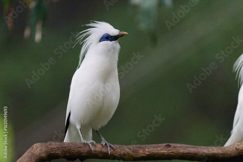 Photography Bali Myna (Leucopsar rothschildi) perched on wooden rail with blurred green background in Hong Kong