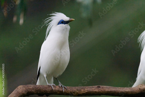 Photography Bali Myna (Leucopsar rothschildi) perched on wooden rail with blurred green background in Hong Kong