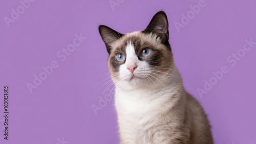 A Snowshoe Cat with Blue Eyes Against a Purple Background