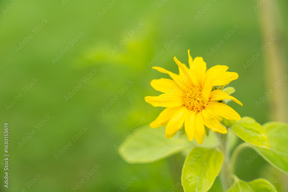 Obraz premium Sunflower photographed from the side with a green background. The sunflower glows yellow against a blurred green background. The side view emphasizes its shape and leaves.