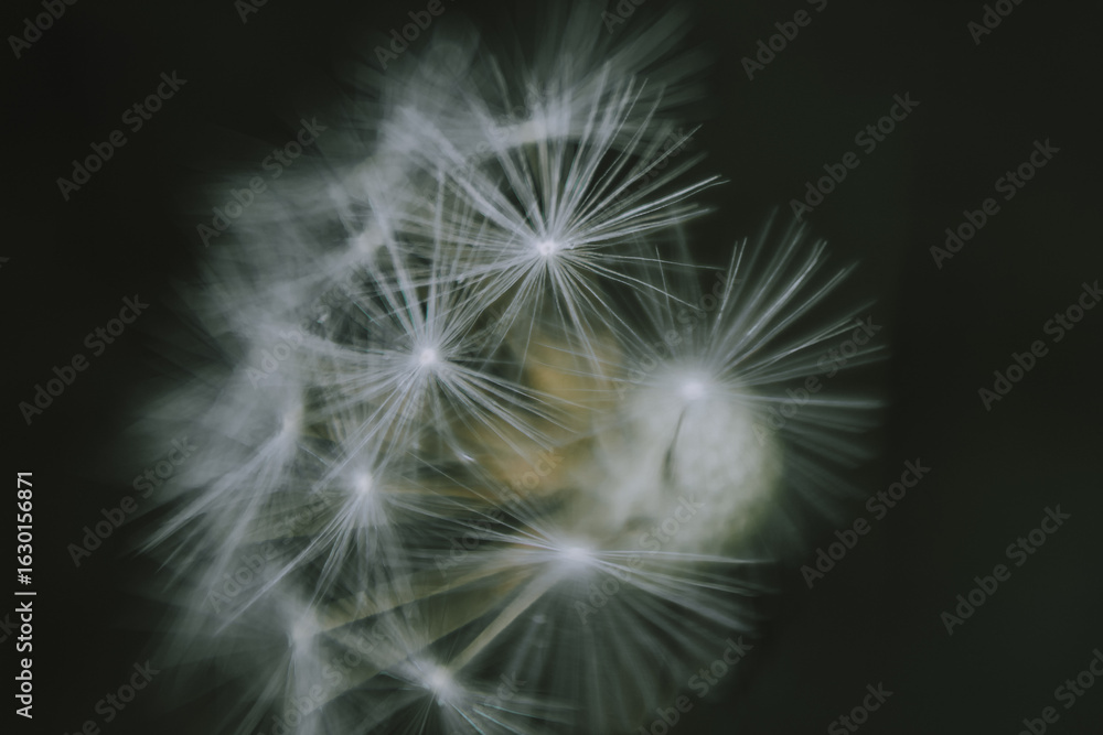 Naklejka premium dandelion on black background