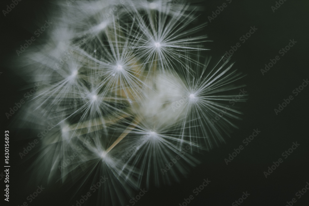 Naklejka premium dandelion seed head
