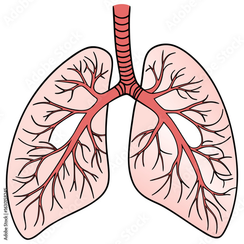 Anatomical vector illustration of human lungs.
