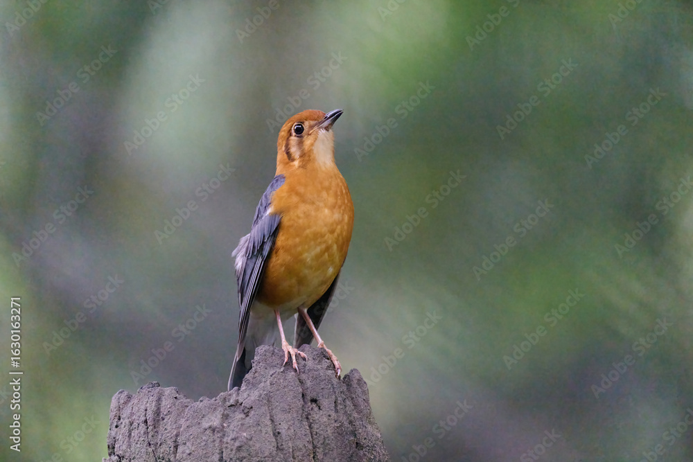 Fototapeta premium Orange-headed Thrush (Geokichla citrina) perched on stump with blurred green background in Hong Kong.