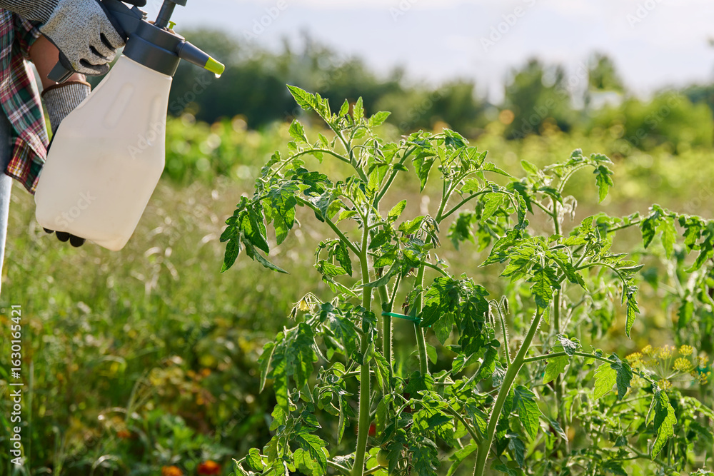 Ταπετσαρία Spraying tomato plants on an outdoor bed from hand spray bottle