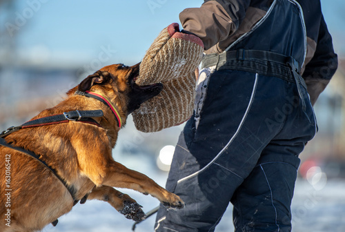 Bite work of a young belgian shepherd malinois dog
