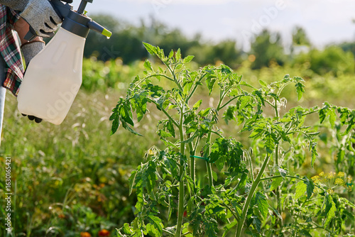 Spraying tomato plants on an outdoor bed from hand spray bottle