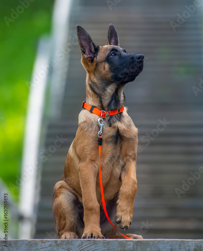 Belgian Malinois shepherd puppy sitting on a wooden surface with an orange leash