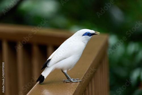 Photography Bali Myna (Leucopsar rothschildi) perched on wooden rail with blurred green background in Hong Kong