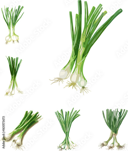 fresh green onion in color style isolated on white and no background
