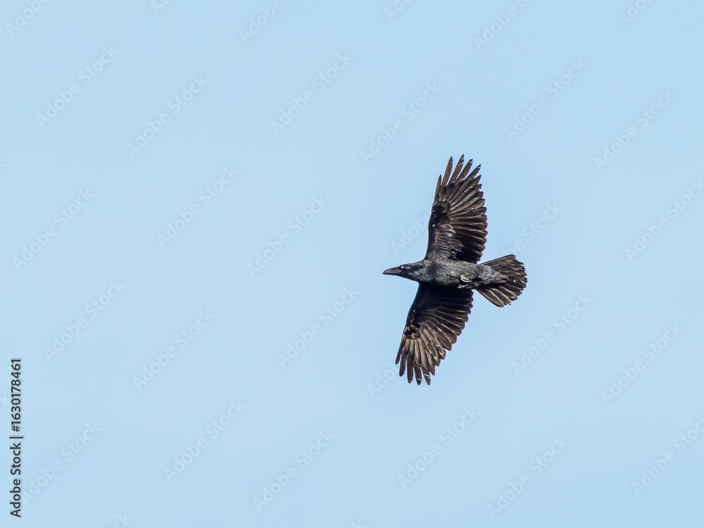 Obraz premium Raven in flight