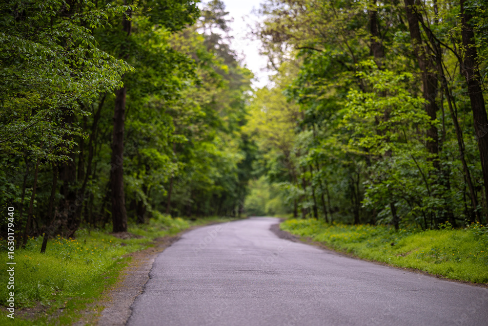 Naklejka premium A quiet asphalt road winds through a dense green forest in the spring. The path is lined with tall trees with lush foliage and wildflowers on the roadside.