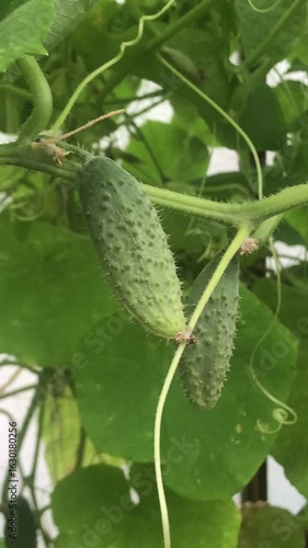 Сucumber on a bed in a greenhouse, green cucumber bush, summer in village 