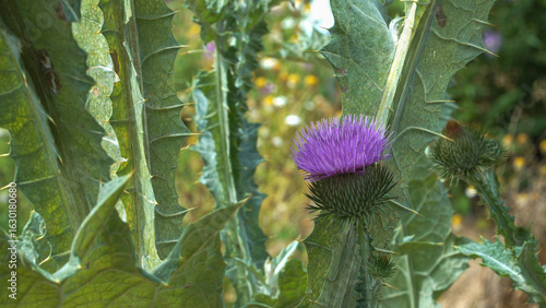Cotton Thistle plant (Onopordum acanthium L.) displays spiky silver-green foliage and vivid violet blossoms, a medicinal thistle thriving in dry soils with striking structural form.