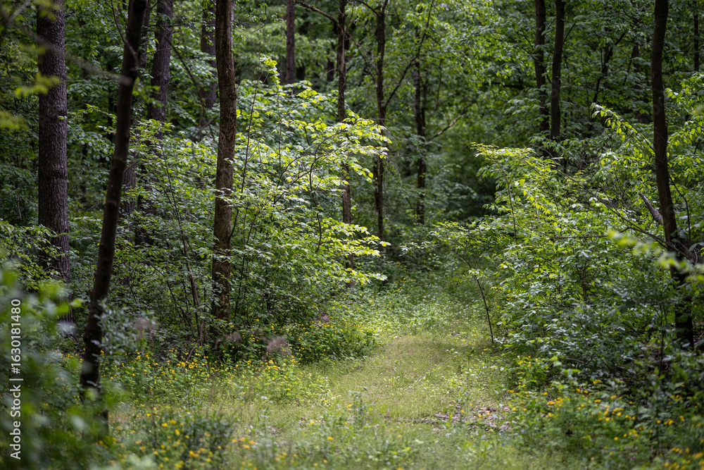 Obraz premium A narrow dirt path covered with fallen leaves winds through a dense forest. The trail is lined with small yellow wildflowers and lush green foliage.