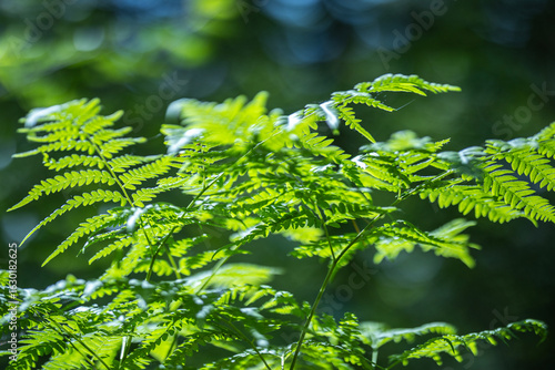 A vibrant green fern frond is illuminated by sunlight against a soft, out-of-...
