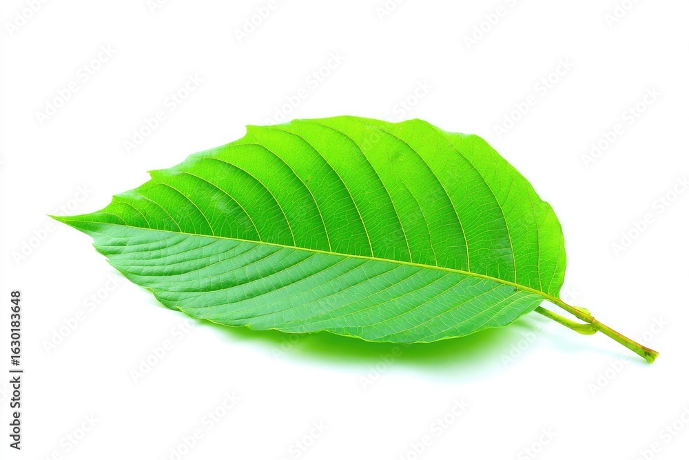 Fototapeta premium Vibrant green leaf, sharply focused, against a plain white background. Its distinct veining and slightly uneven edges are clearly visible