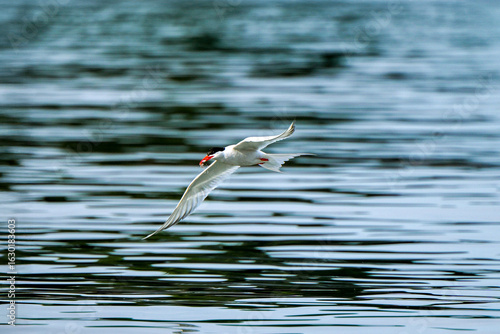 Trinta-réis-de-bico-vermelho pescando na praia do anil em Angra dos Reis, Rio de Janeiro, Brasil