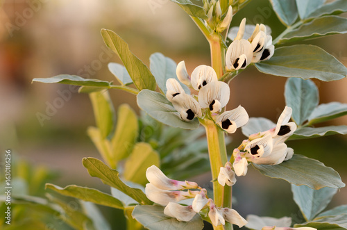 Bilde på lerret Close-up of broad bean or fava bean plants with flowers in an urban kitchen vegetable garden