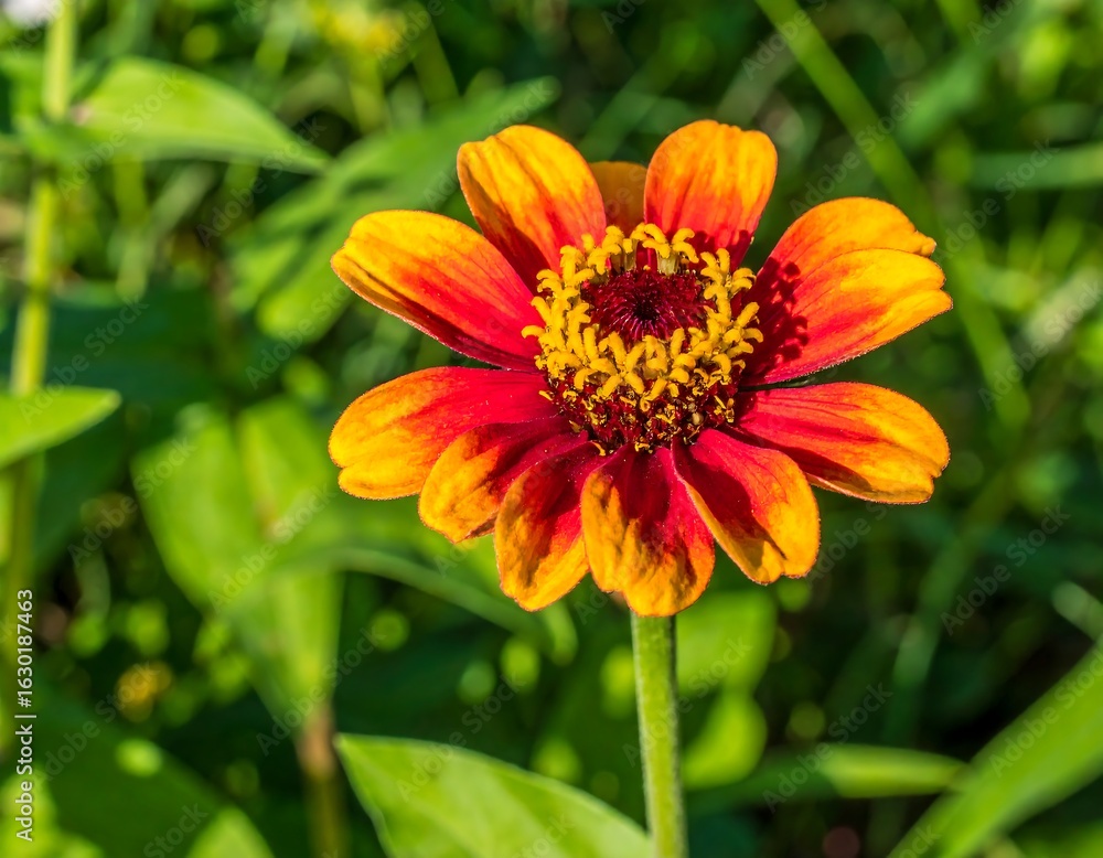 Close-up of a vibrant zinnia Close-up of a vibrant zinnia