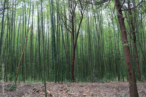 Tranquil Path Through a Lush Bamboo Grove